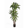 Dracaena Kunstpflanze