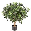 Pittisporum Kugelbaum Kunstpflanze