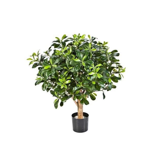 Pittisporum Kugelbaum Kunstpflanze