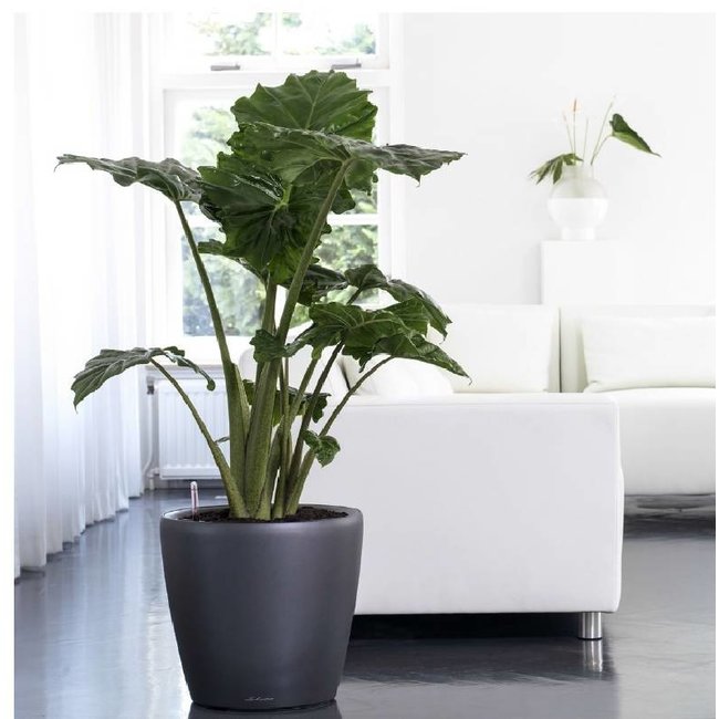 Alocasia Portadora in Selbstbewässerung Classico