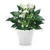 Anthurium White Champion in Selbstbewässerung Classico