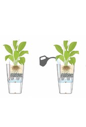 Dracaena Zitronenlinie in Selbstbewässerung Classico