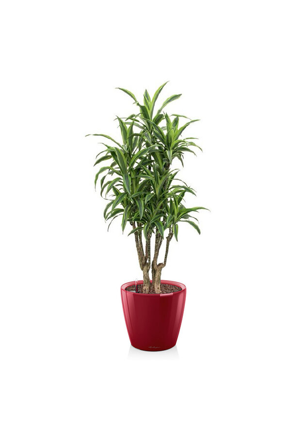Dracaena Zitronenlinie in Selbstbewässerung Classico