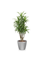 Dracaena Zitronenlinie in Selbstbewässerung Classico