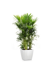 Kentia-Palme in selbstbewässerndem Quadro