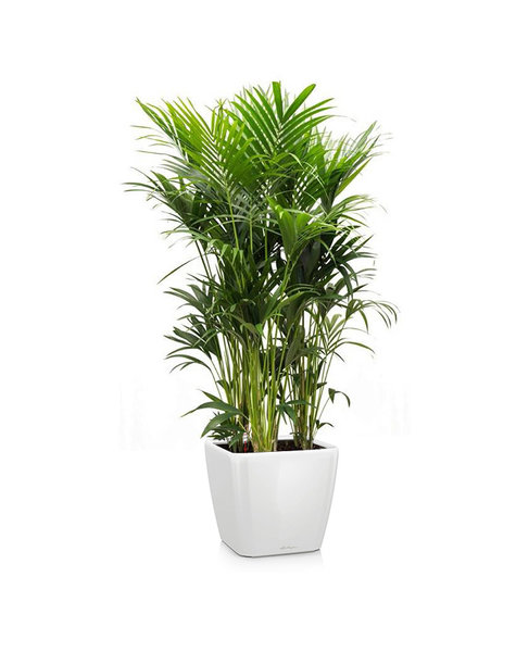 Lechuza Lechuza | Howea Forsteriana