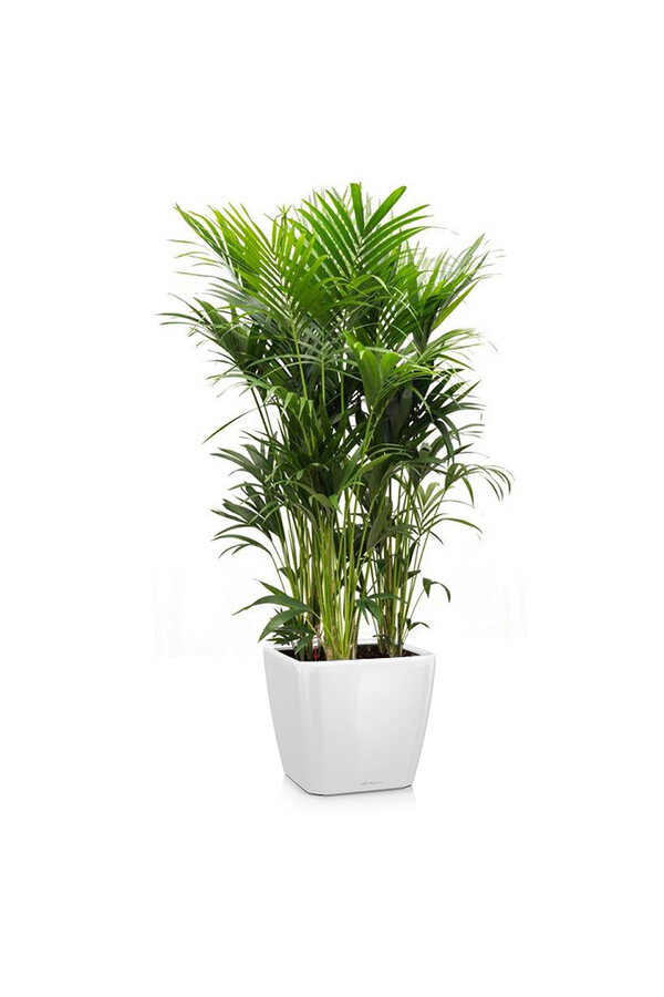 Kentia-Palme in selbstbewässerndem Quadro