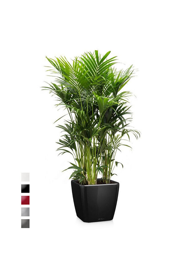 Kentia-Palme in selbstbewässerndem Quadro