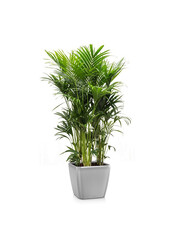Kentia-Palme in selbstbewässerndem Quadro
