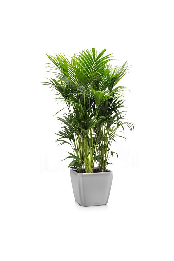 Kentia-Palme in selbstbewässerndem Quadro