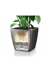 Sansevieria im selbstbewässernden Würfel