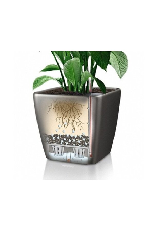 Sansevieria im selbstbewässernden Würfel