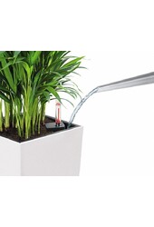 Sansevieria im selbstbewässernden Würfel