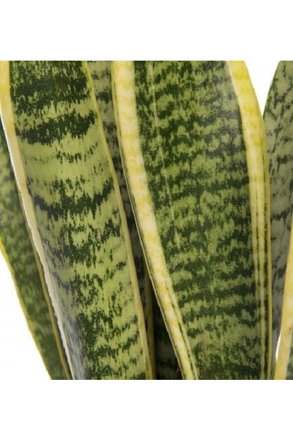 Sansevieria im selbstbewässernden Würfel