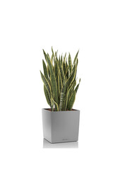 Sansevieria im selbstbewässernden Würfel
