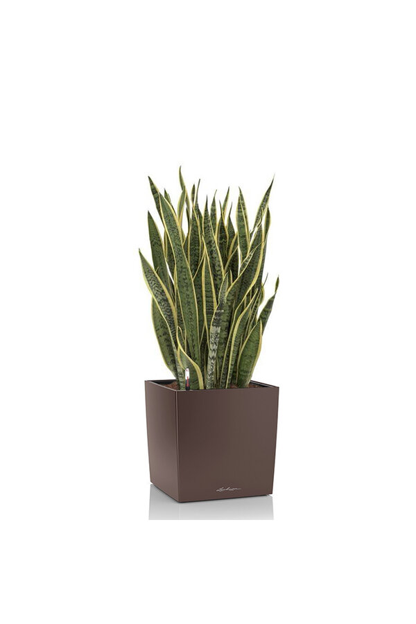 Sansevieria im selbstbewässernden Würfel