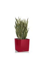 Sansevieria im selbstbewässernden Würfel