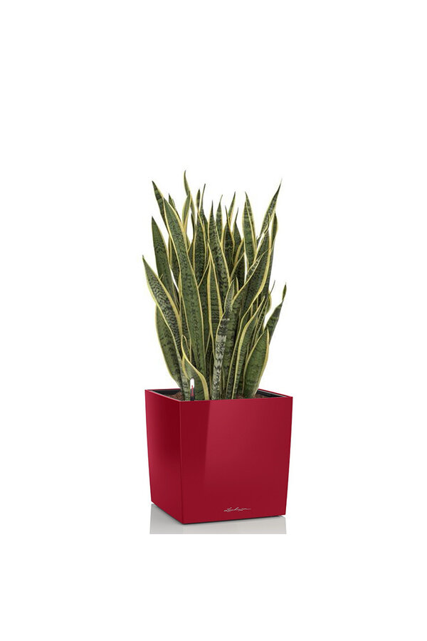 Sansevieria im selbstbewässernden Würfel