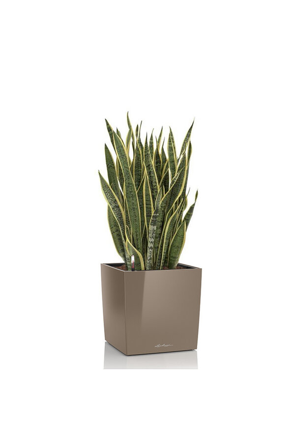 Sansevieria im selbstbewässernden Würfel