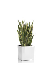 Sansevieria im selbstbewässernden Würfel