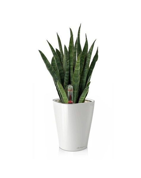 Lechuza Lechuza | Sansevieria