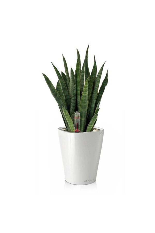 Sansevieria Kirkii in selbstbewässernden Deltini