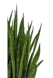 Sansevieria Kirkii in selbstbewässernden Deltini