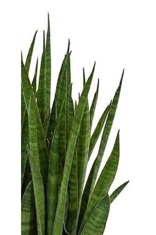 Sansevieria Kirkii in selbstbewässernden Deltini