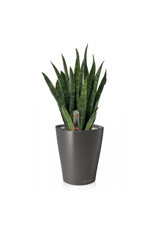 Sansevieria Kirkii in selbstbewässernden Deltini