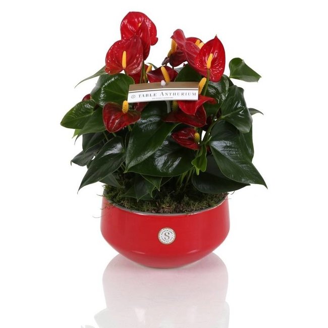 Tabelle Anthurium rot