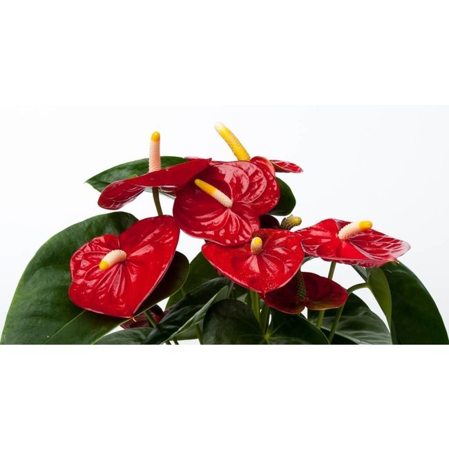 Tabelle Anthurium rot