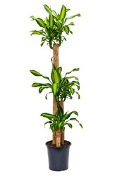 Dracaena Massangeana L