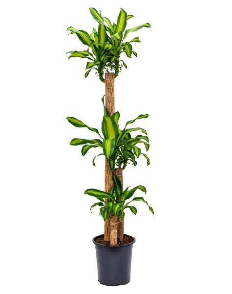 Dracaena