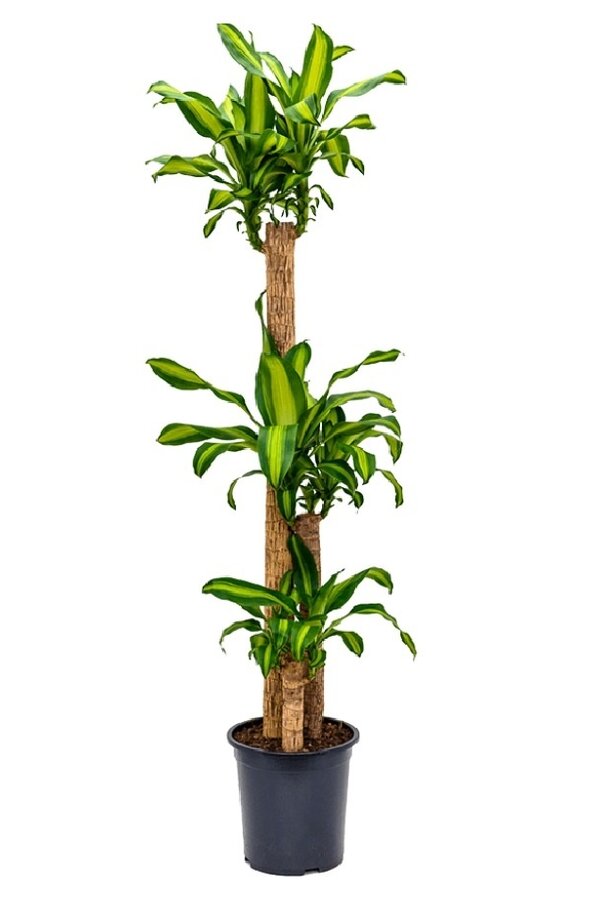 Dracaena Massangeana L