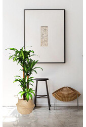 Dracaena Massangeana L