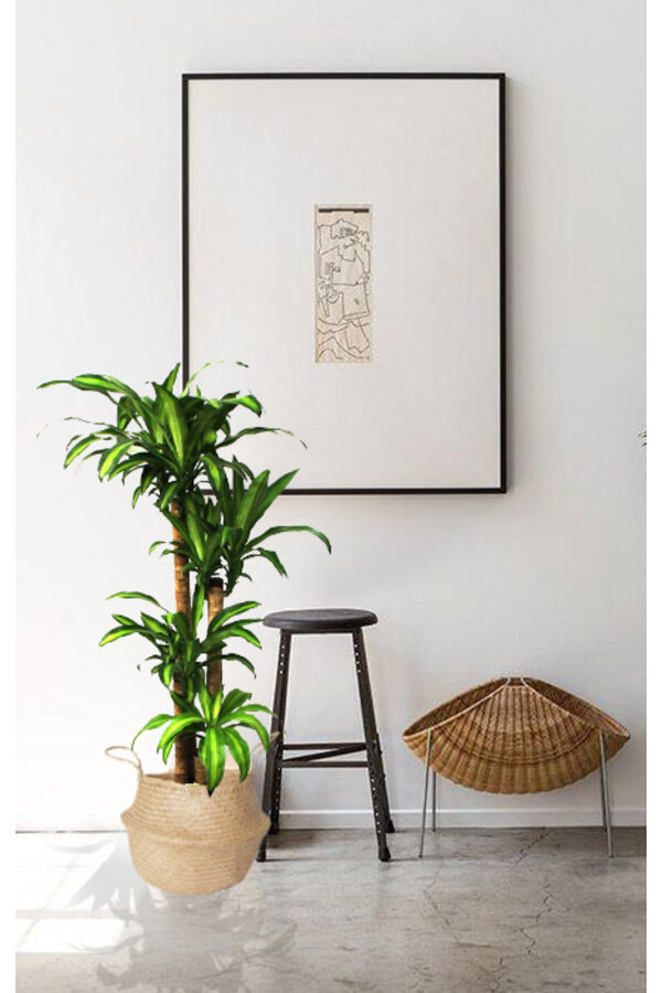 Dracaena Massangeana L