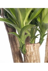 Dracaena Massangeana L