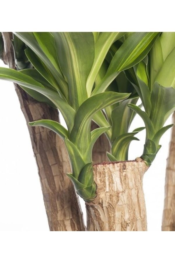 Dracaena Massangeana L