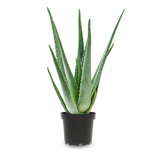 Aloe