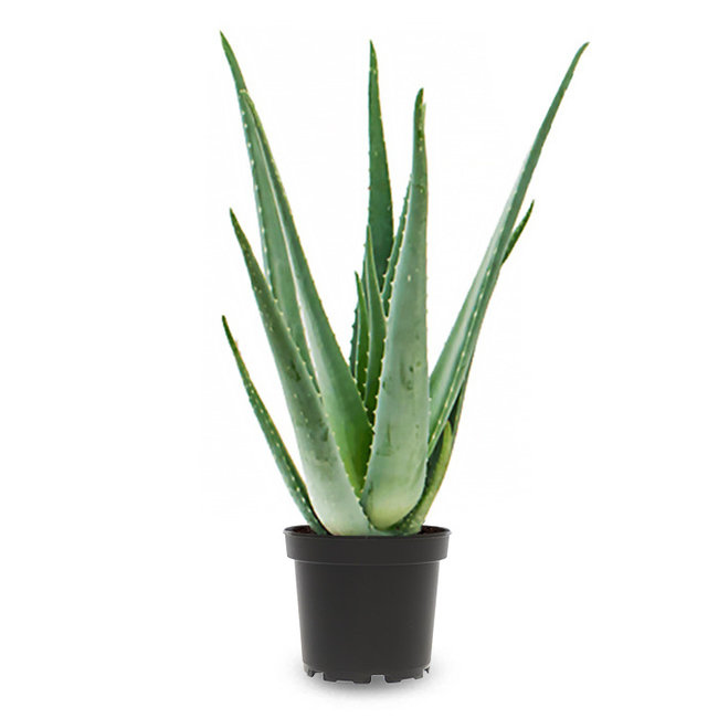 Aloe Vera Pflanze