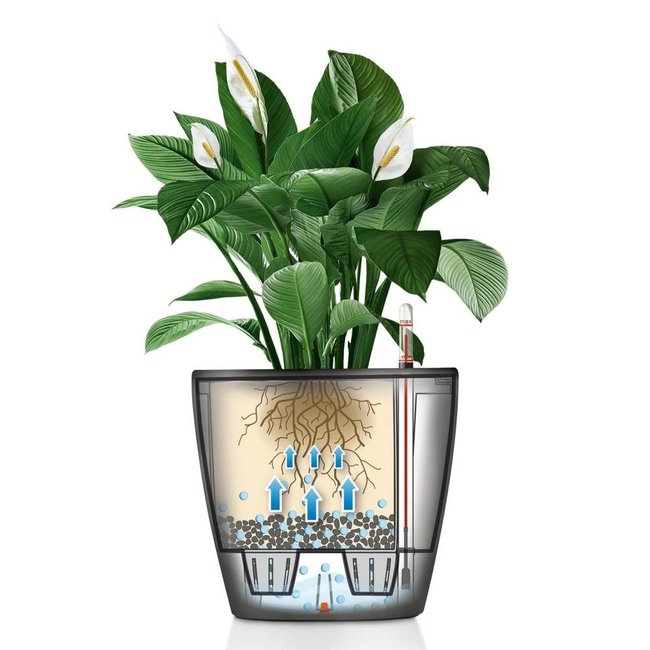 Zamioculcas in Selbstbewässerung Classico