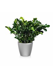 Zamioculcas in Selbstbewässerung Classico