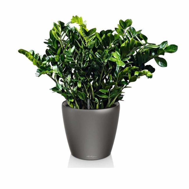 Zamioculcas in Selbstbewässerung Classico