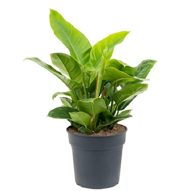 Philodendron Grün M