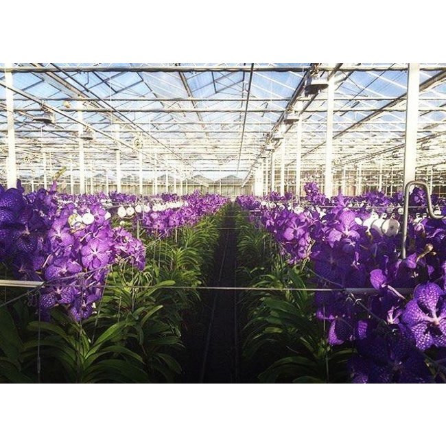 Vanda dunkle Rose in champagnerfarbener Vase