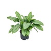 Hydrokulturpflanze Aglaonema freedman