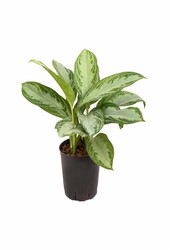 Hydrokulturpflanze Aglaonema silberne Bucht