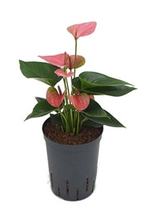 Hydrokulturpflanze Anthurium sweet dream