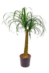 Hydrokulturpflanze Beaucarnea recurvata