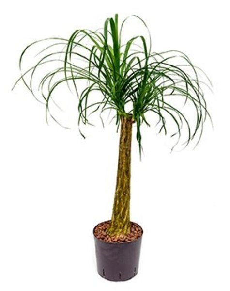 Hydrokulturpflanze Beaucarnea